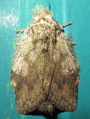 Syntypistis sp.
